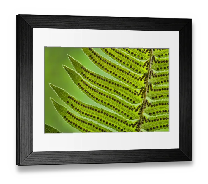 Framed Print : USA, Washington, Seabeck. Underside close-up of sword fern frond