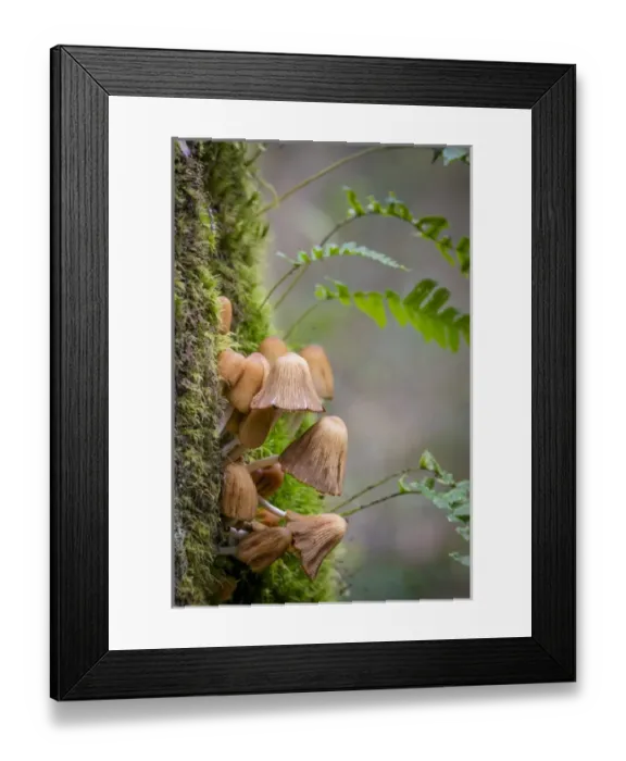 Framed Print : USA, Washington, Bainbridge Island. Coprinus mushrooms and licorice ferns on tree Framed Print : USA, Washington, Bainbridge Island. Coprinus mushrooms and licorice ferns on tree