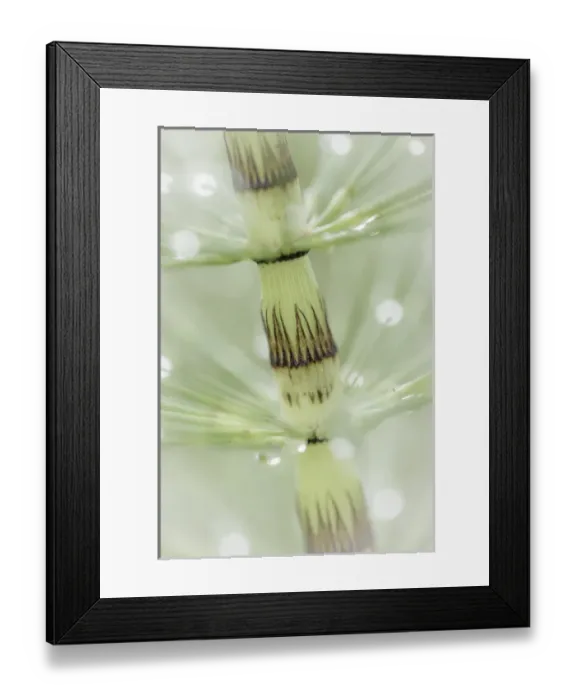 Framed Print : USA, Washington, Seabeck. Dew drops on horsetail plant Framed Print : USA, Washington, Seabeck. Dew drops on horsetail plant