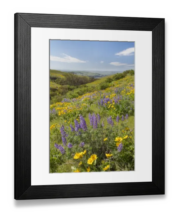 Framed Print : USA, Washington, Columbia Hills State Park. Landscape of hills with wildflowers. Credit as Framed Print : USA, Washington, Columbia Hills State Park. Landscape of hills with wildflowers. Credit as