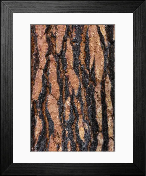 Framed Print : USA, Washington, Columbia River Gorge National Scenic Area. Ponderosa pine bark with fire scars Framed Print : USA, Washington, Columbia River Gorge National Scenic Area. Ponderosa pine bark with fire scars