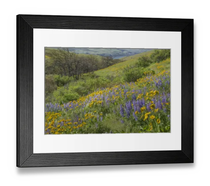 Framed Print : USA, Washington, Columbia Hills State Park. Landscape of hills with wildflowers. Credit as Framed Print : USA, Washington, Columbia Hills State Park. Landscape of hills with wildflowers. Credit as
