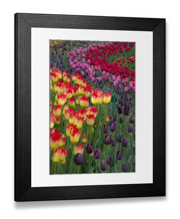Framed Print : USA, Washington. Blooming tulips. Credit as: Jones & Shimlock / Jaynes Gallery / DanitaDelimont Framed Print : USA, Washington. Blooming tulips. Credit as: Jones & Shimlock / Jaynes Gallery / DanitaDelimont