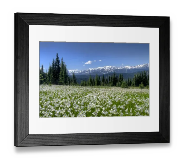 Framed Print : USA, Washington, Olympia National Park. High-altitude lilies that bloom for one week annually