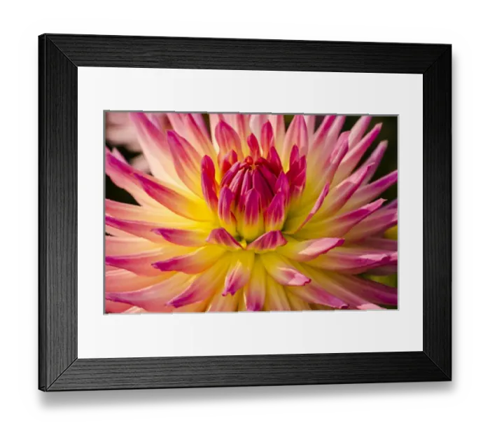 Framed Print : USA, Washington. Detail of dahlia flower Framed Print : USA, Washington. Detail of dahlia flower