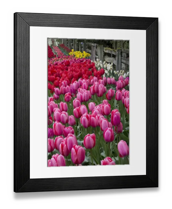 Framed Print : USA, Washington. Blooming tulips next to wooden fence