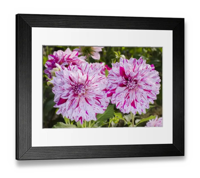 Framed Print : USA, Washington. Dahlia flowers in garden