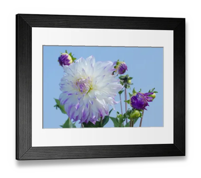 Framed Print : USA, Washington. Detail of dahlia flowers against sky Framed Print : USA, Washington. Detail of dahlia flowers against sky