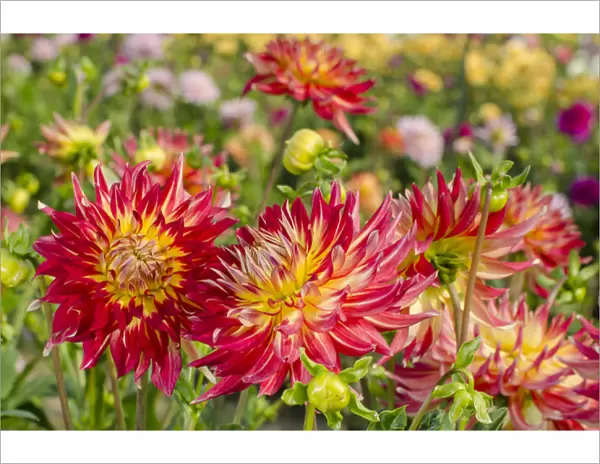 USA, Washington. Dahlia flowers in garden