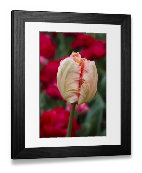 Framed Print : USA, Washington. Tulip bud begins to open