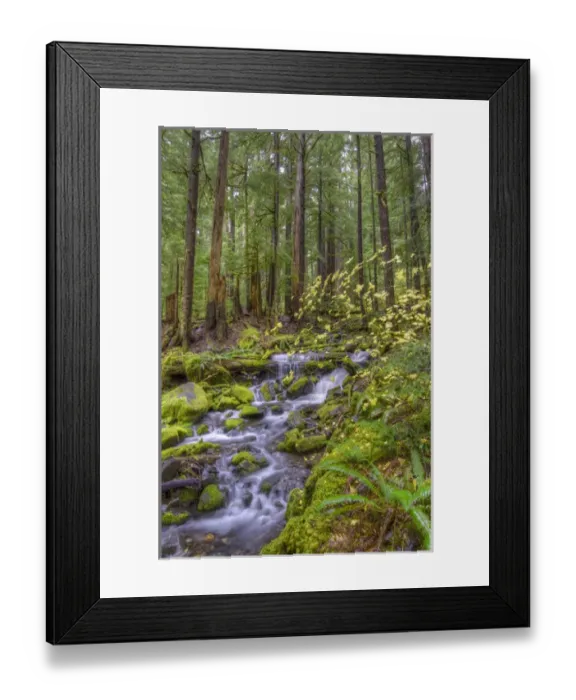 Framed Print : USA, Washington. Cascading stream in Olympia National Park Framed Print : USA, Washington. Cascading stream in Olympia National Park