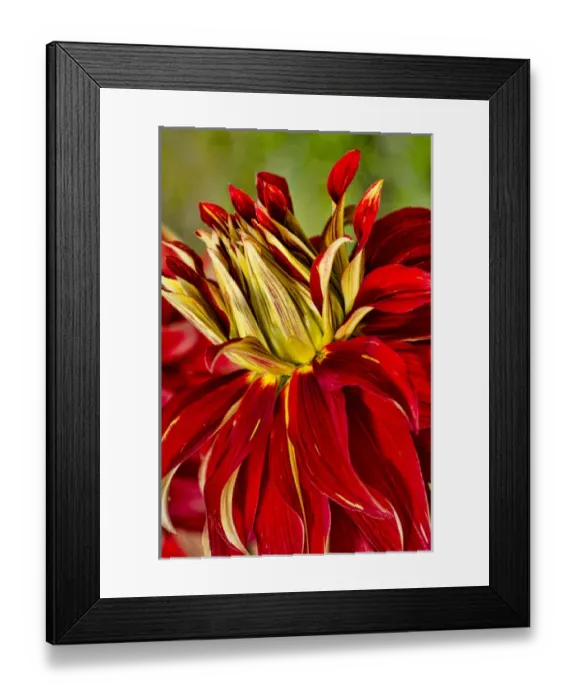Framed Print : USA, Washington. Detail of dahlia flower Framed Print : USA, Washington. Detail of dahlia flower