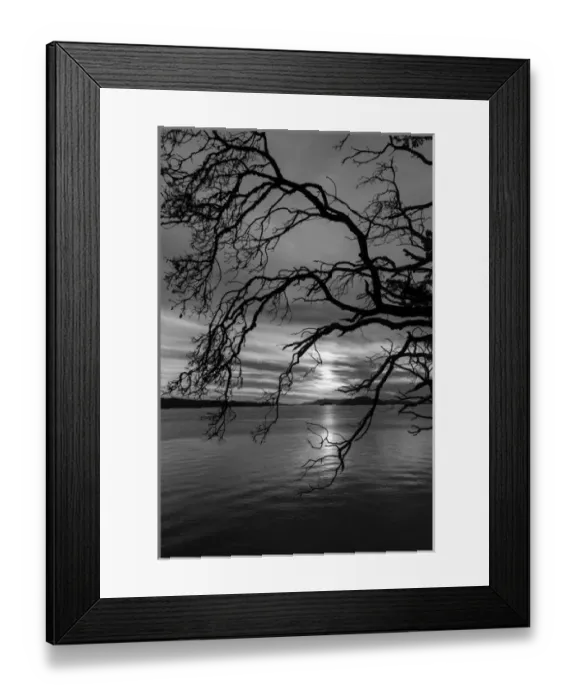 Framed Print : USA, Washington, San Juan Islands. B&W of tree silhouette at sunset Framed Print : USA, Washington, San Juan Islands. B&W of tree silhouette at sunset