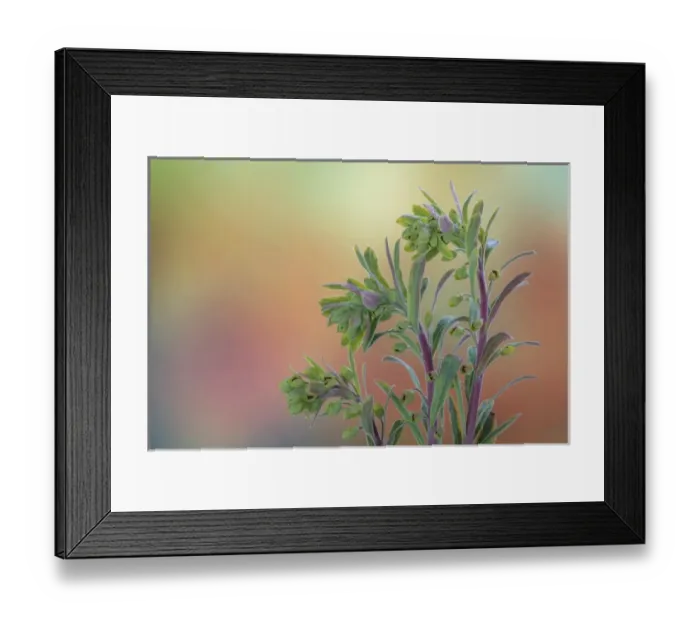 Framed Print : USA, Washington, Seabeck. Euphorbia plants with buds Framed Print : USA, Washington, Seabeck. Euphorbia plants with buds