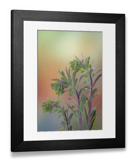 Framed Print : USA, Washington, Seabeck. Euphorbia plants with buds Framed Print : USA, Washington, Seabeck. Euphorbia plants with buds