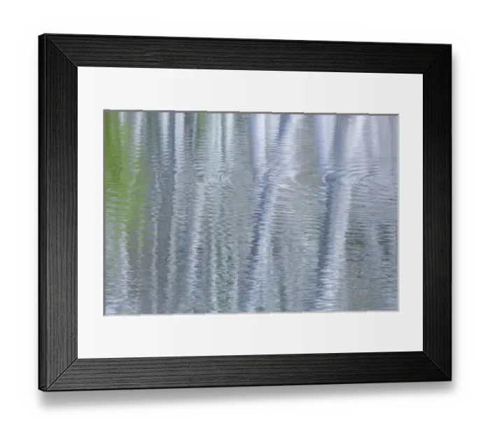 Framed Print : USA, Washington, Bainbridge Island. Reflection of alder trees in pond. Credit as Framed Print : USA, Washington, Bainbridge Island. Reflection of alder trees in pond. Credit as