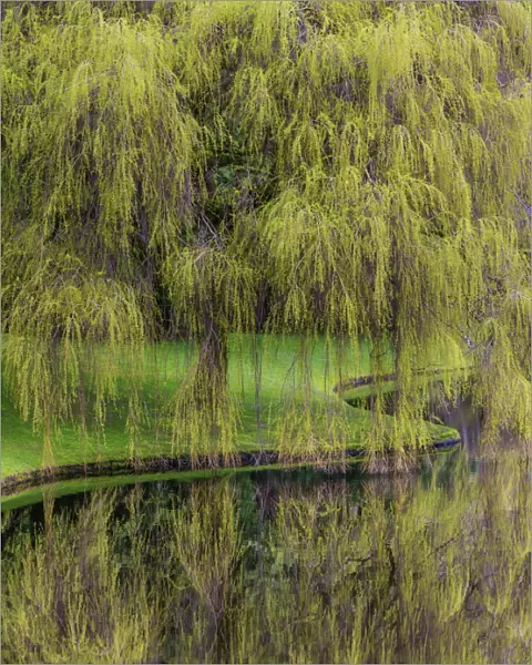USA, Washington, Bainbridge Island. Weeping willow and pond