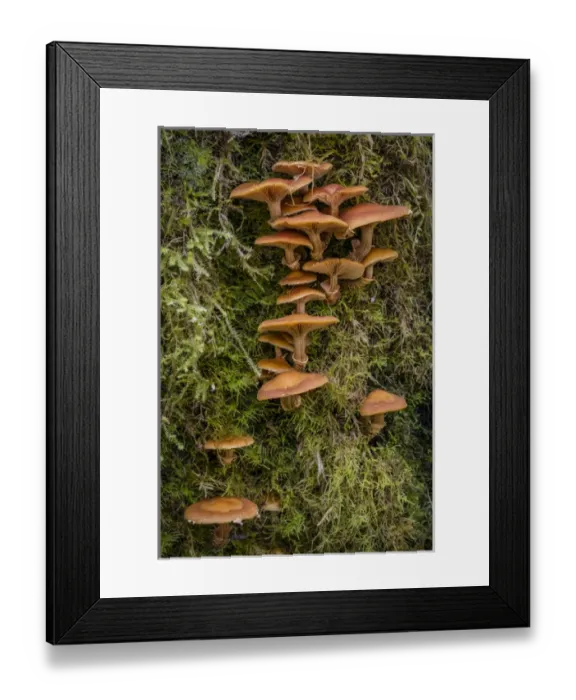 Framed Print : USA, Washington. Honey mushroom growing on tree Framed Print : USA, Washington. Honey mushroom growing on tree