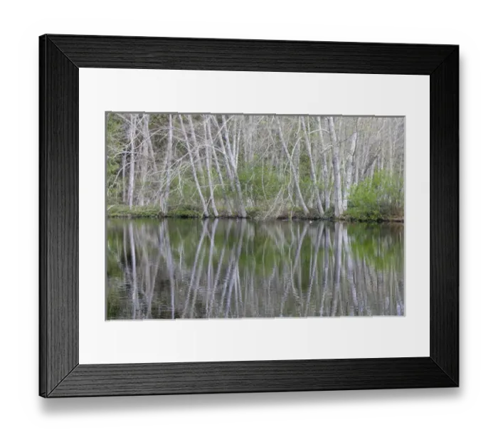 Framed Print : USA, Washington, Bainbridge Island. Alder trees reflecting in pond Framed Print : USA, Washington, Bainbridge Island. Alder trees reflecting in pond