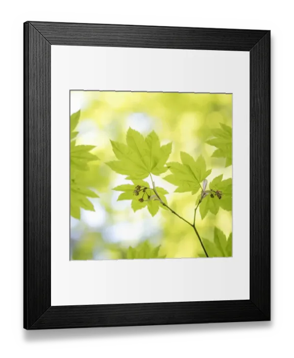 Framed Print : USA, Washington, Millersylvainia State Park. Close-up of vine maple leaves. Credit as