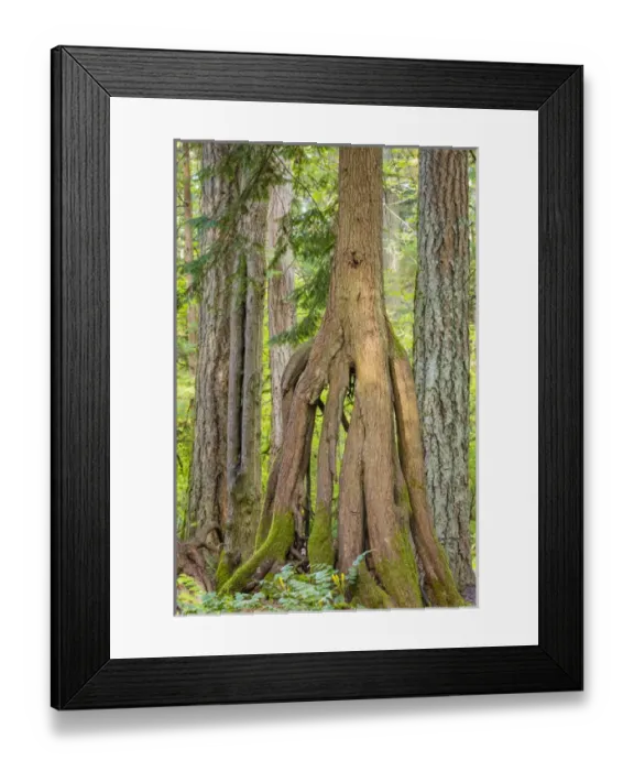 Framed Print : USA, Washington, Millersylvainia State Park. Odd shape of western red cedar tree