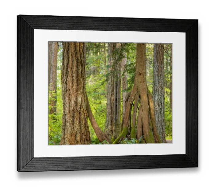 Framed Print : USA, Washington, Millersylvainia State Park. Odd shape of western red cedar tree Framed Print : USA, Washington, Millersylvainia State Park. Odd shape of western red cedar tree