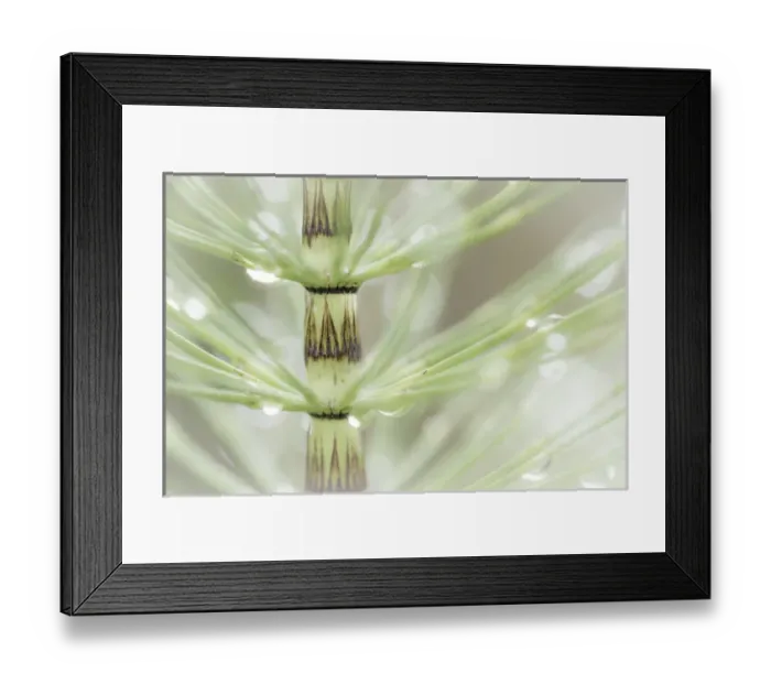Framed Print : USA, Washington, Seabeck. Dew drops on horsetail plant Framed Print : USA, Washington, Seabeck. Dew drops on horsetail plant