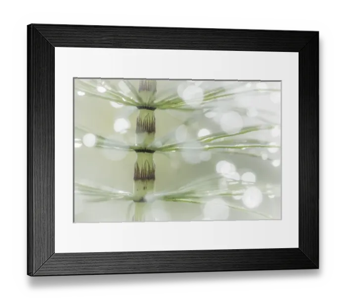 Framed Print : USA, Washington, Seabeck. Dew drops on horsetail plant Framed Print : USA, Washington, Seabeck. Dew drops on horsetail plant