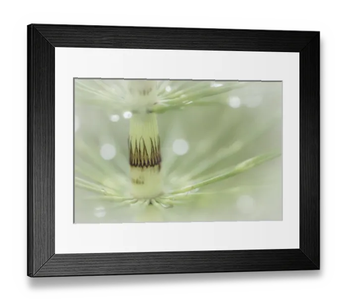 Framed Print : USA, Washington, Seabeck. Dew drops on horsetail plant Framed Print : USA, Washington, Seabeck. Dew drops on horsetail plant