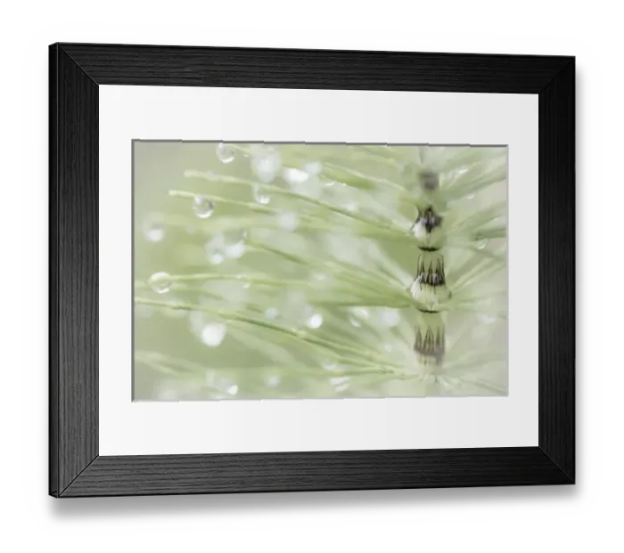 Framed Print : USA, Washington, Seabeck. Dew drops on horsetail plant