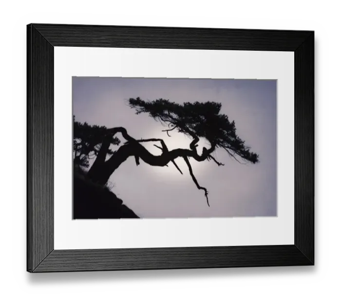 Framed Print : USA, Washington, San Juan Islands. Weathered fir tree silhouette on Matia Island Framed Print : USA, Washington, San Juan Islands. Weathered fir tree silhouette on Matia Island