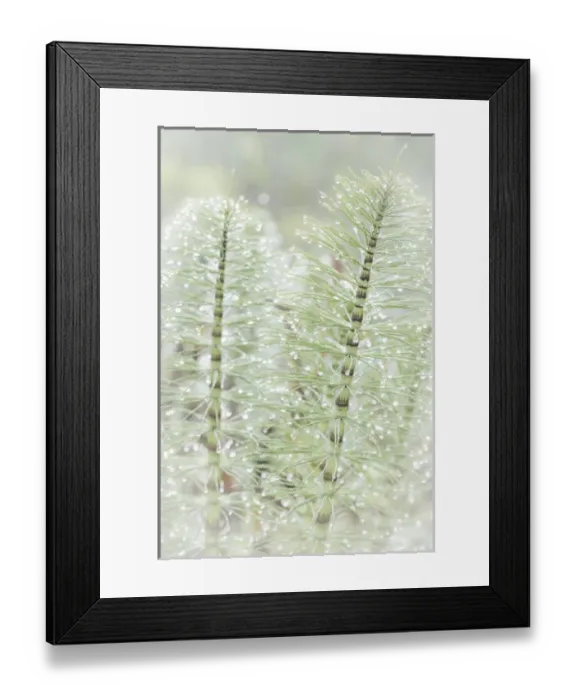 Framed Print : USA, Washington, Seabeck. Dew drops on horsetail plant Framed Print : USA, Washington, Seabeck. Dew drops on horsetail plant