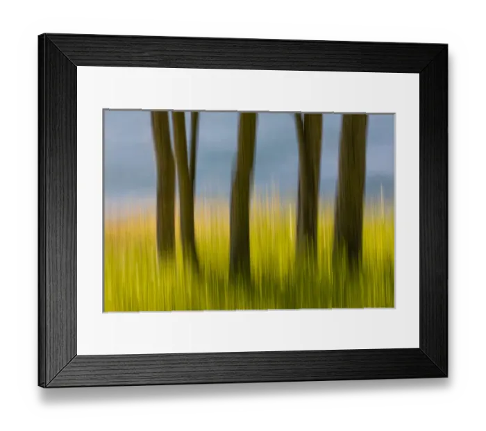 Framed Print : USA, Washington, San Juan Islands. Abstract blur of tree trunks and grass. Credit as Framed Print : USA, Washington, San Juan Islands. Abstract blur of tree trunks and grass. Credit as