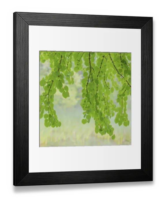 Framed Print : USA, Washington, Seabeck. Katsura tree limbs in springtime Framed Print : USA, Washington, Seabeck. Katsura tree limbs in springtime