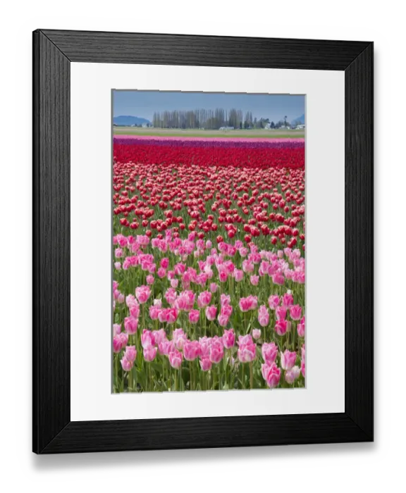 Framed Print : USA, Washington. Field of multicolored tulips