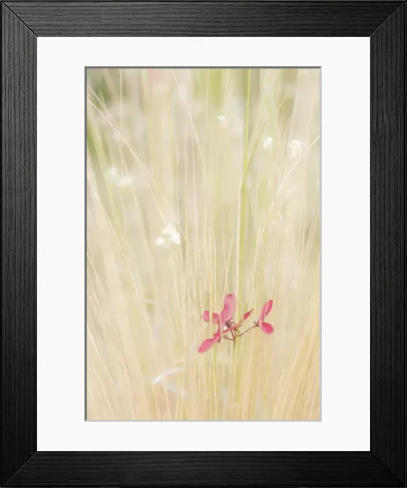 Framed Print : USA, Washington, Seabeck. Maple tree seed in tall grass Framed Print : USA, Washington, Seabeck. Maple tree seed in tall grass
