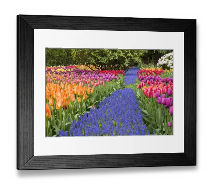 Framed Print : USA, Washington. Garden with tulips and blue grape hyacinth flowers