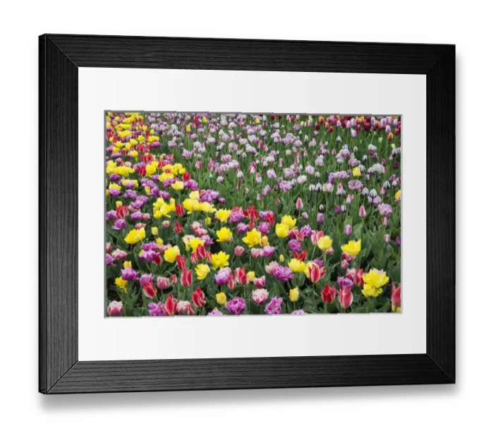 Framed Print : USA, Washington. Field of blooming tulips