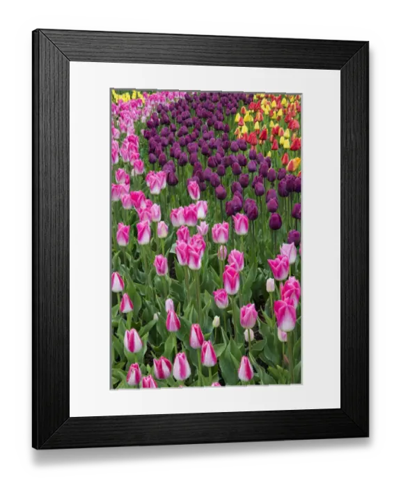 Framed Print : USA, Washington. Blooming tulips. Credit as: Jones & Shimlock / Jaynes Gallery / DanitaDelimont Framed Print : USA, Washington. Blooming tulips. Credit as: Jones & Shimlock / Jaynes Gallery / DanitaDelimont
