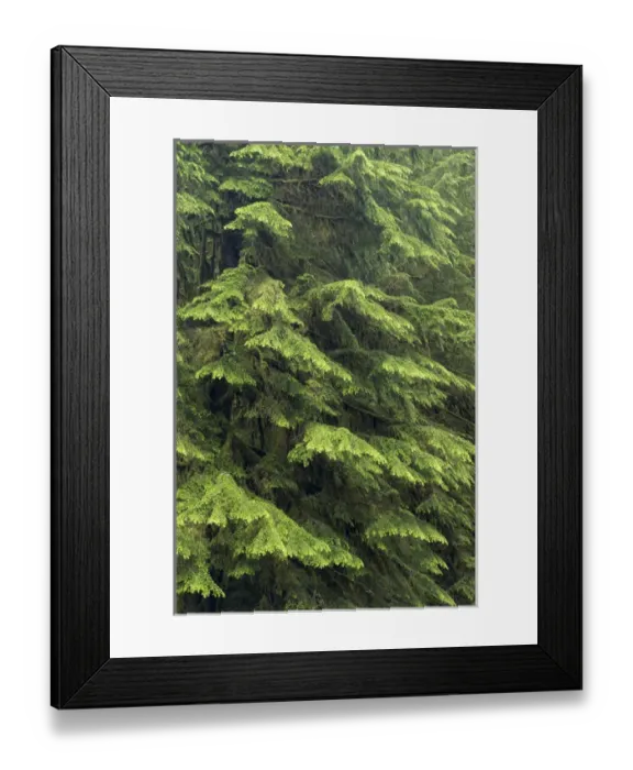 Framed Print : USA, Washington, Olympic National Park. Close-up of western hemlock tree. Credit as Framed Print : USA, Washington, Olympic National Park. Close-up of western hemlock tree. Credit as