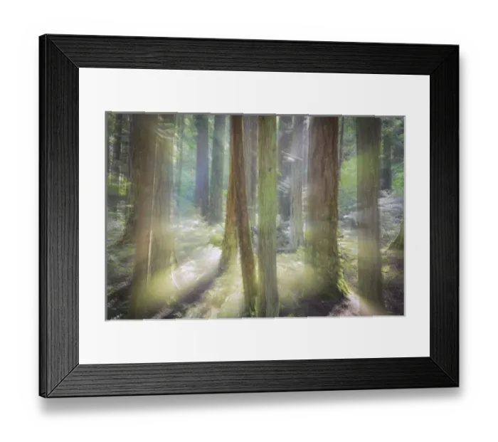 Framed Print : USA, Washington, Scenic Beach State Park. Blurred forest scene in sunlight. Credit as Framed Print : USA, Washington, Scenic Beach State Park. Blurred forest scene in sunlight. Credit as