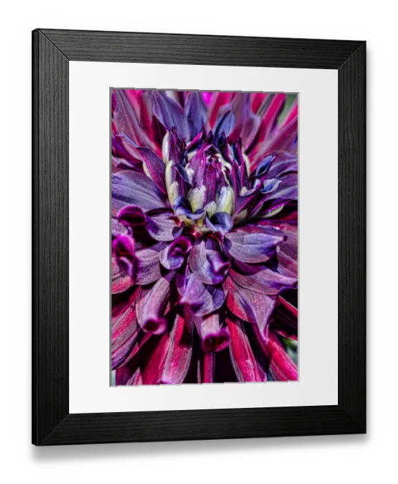 Framed Print : USA, Washington. Detail of dahlia flower Framed Print : USA, Washington. Detail of dahlia flower