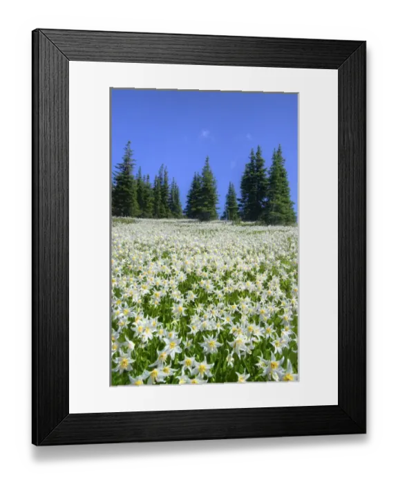 Framed Print : USA, Washington, Olympia National Park. High-altitude lilies that bloom for one week annually Framed Print : USA, Washington, Olympia National Park. High-altitude lilies that bloom for one week annually
