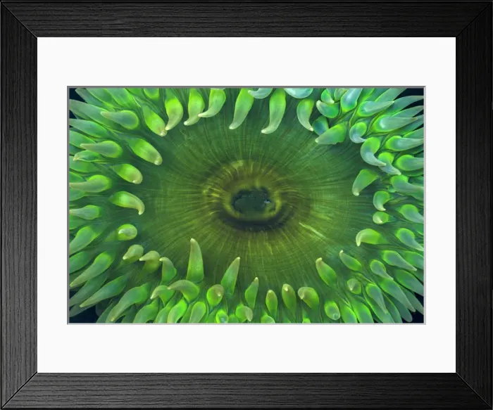 Framed Print : USA, Washington. Close-up of sea anemone. Credit as: Don Paulson / Jaynes Gallery / DanitaDelimont Framed Print : USA, Washington. Close-up of sea anemone. Credit as: Don Paulson / Jaynes Gallery / DanitaDelimont