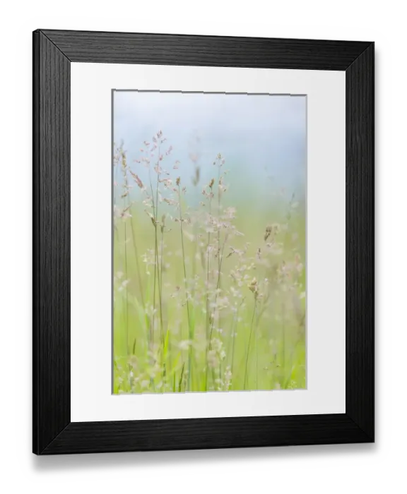 Framed Print : USA, Washington, Seabeck. Grasses in motion Framed Print : USA, Washington, Seabeck. Grasses in motion