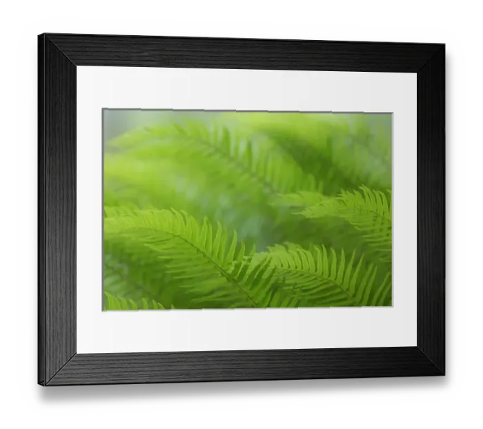 Framed Print : USA, Washington, Seabeck. Close-up of sword fern Framed Print : USA, Washington, Seabeck. Close-up of sword fern