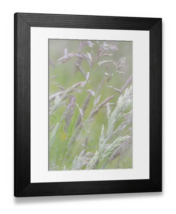 Framed Print : USA, Washington, Seabeck. Grasses in motion Framed Print : USA, Washington, Seabeck. Grasses in motion