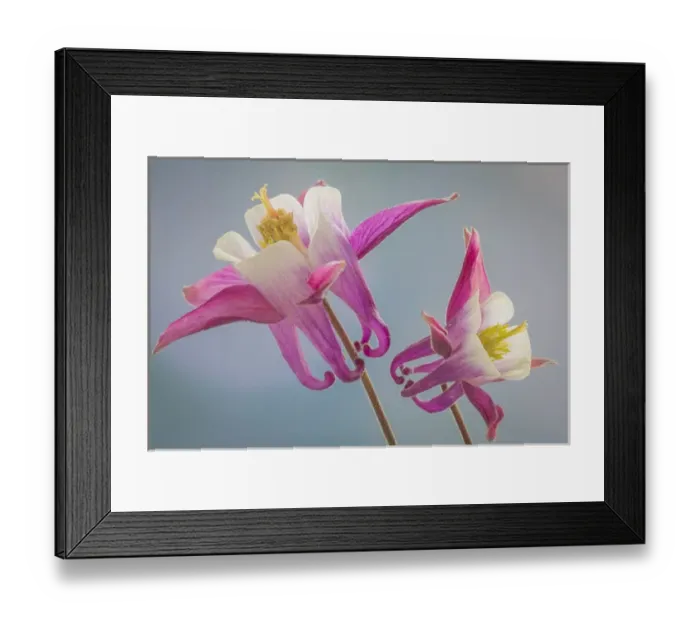 Framed Print : USA, Washington, Seabeck. Close-up of columbine flowers