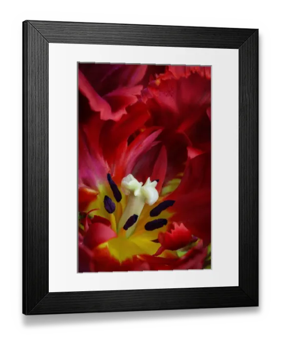 Framed Print : USA, Washington, Seabeck. Interior of parrot tulip flower