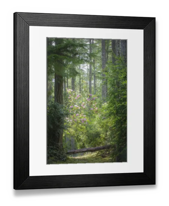 Framed Print : USA, Washington, Seabeck. Rhododendron blooms in a forest Framed Print : USA, Washington, Seabeck. Rhododendron blooms in a forest